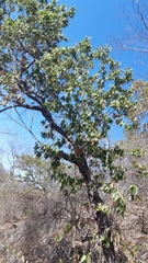 Quercus albocincta