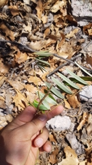 Tephrosia submontana