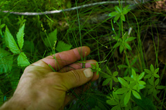 Stellulatae