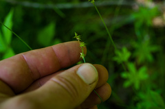 Stellulatae