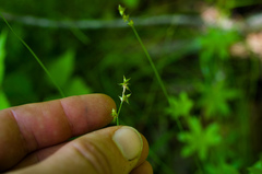 Stellulatae