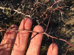 Pseudoziziphus parryi