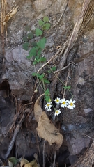 Perityle microglossa saxosa