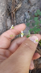 Perityle microglossa saxosa