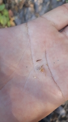 Perityle microglossa saxosa