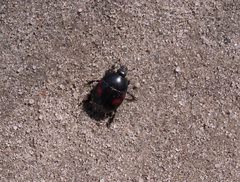 Hister quadrinotatus