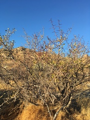 Pseudoziziphus parryi