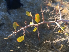 Pseudoziziphus parryi