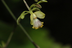 Encyclia alata