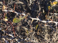 Pseudoziziphus parryi