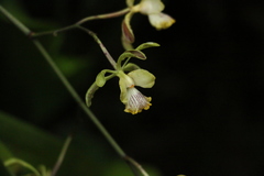 Encyclia alata
