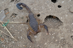 Centruroides edwardsii