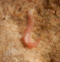 Dendrocoelum lacteum