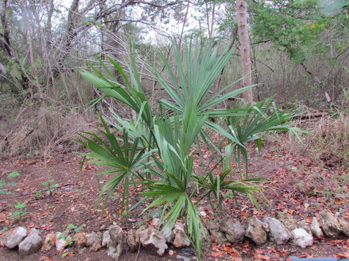 Thatch Palmetto