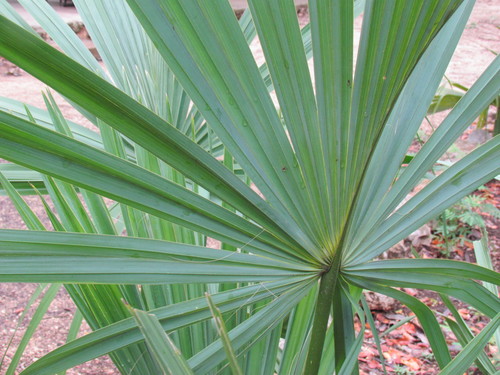 Thatch Palmetto