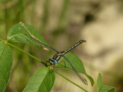 Gomphus graslinii