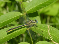 Gomphus graslinii
