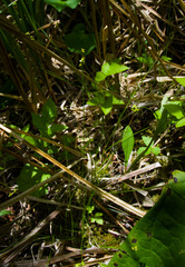 Carex interior