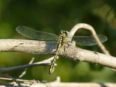 Gomphus simillimus