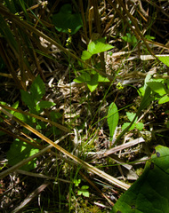Carex interior