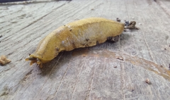 Vaginulus taunaisii