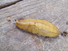 Vaginulus taunaisii