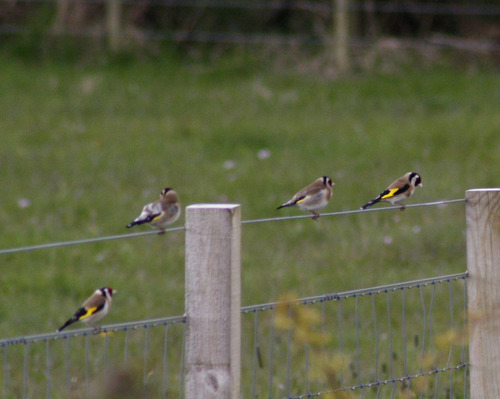 Carduelis carduelis