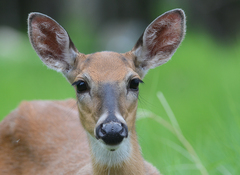 Odocoileus virginianus