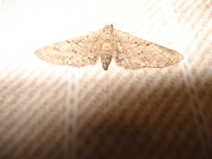 Eupithecia denotata