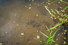 Ceratophyllum echinatum