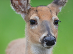 Odocoileus virginianus