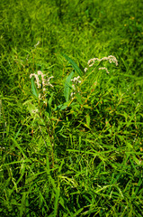 Persicaria robustior