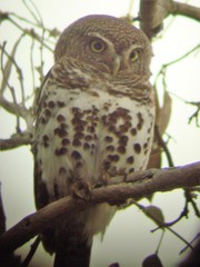 Glaucidium capense