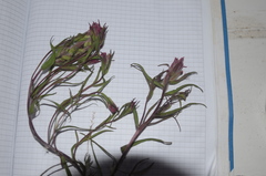 Castilleja rubra