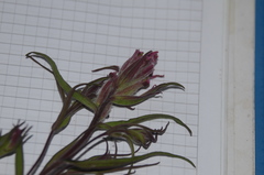 Castilleja rubra