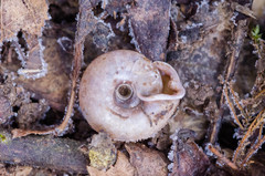 Causa holosericea