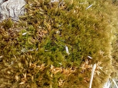 Syntrichia ruralis