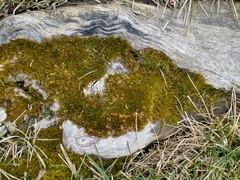 Syntrichia ruralis