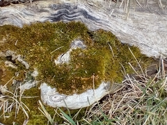 Syntrichia ruralis
