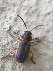 Buphonella murina
