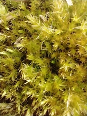 Syntrichia ruralis