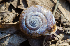Campylaea illyrica