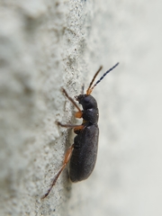 Buphonella murina
