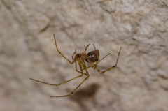 Nesticidae