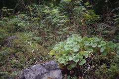 Heuchera longipetala