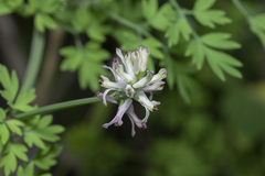 Fumaria judaica judaica