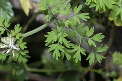 Fumaria judaica judaica