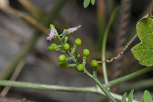Image of Fumaria judaica by (c) Eleftherios Katsillis, some rights reserved (CC BY)