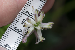 Fumaria judaica judaica