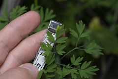 Fumaria judaica judaica